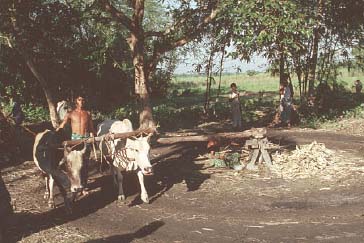 Image:Sugar from Sugar Cane01.jpeg